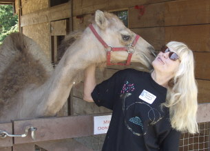 The kissing camel